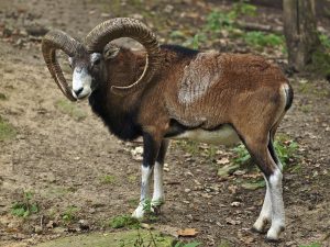 cyprus-mouflon